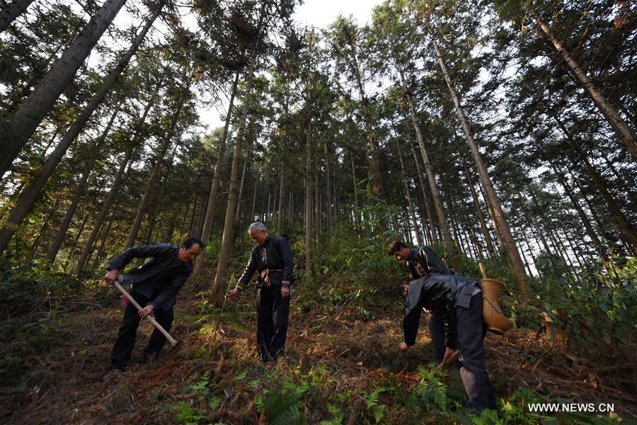 CHINA-GUIZHOU-LIPING-TREE PLANTING (CN)