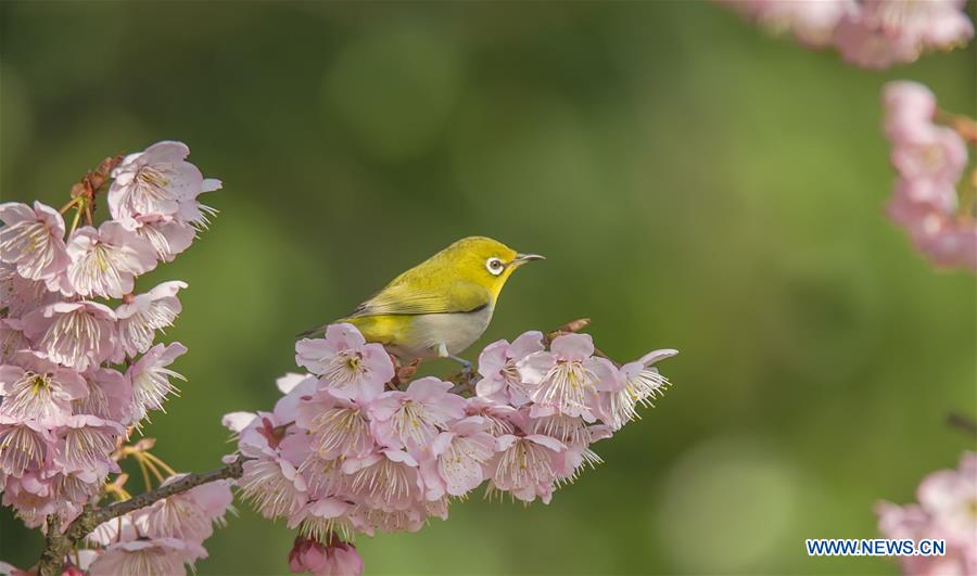 #CHINA-SPRING-BIRD (CN)