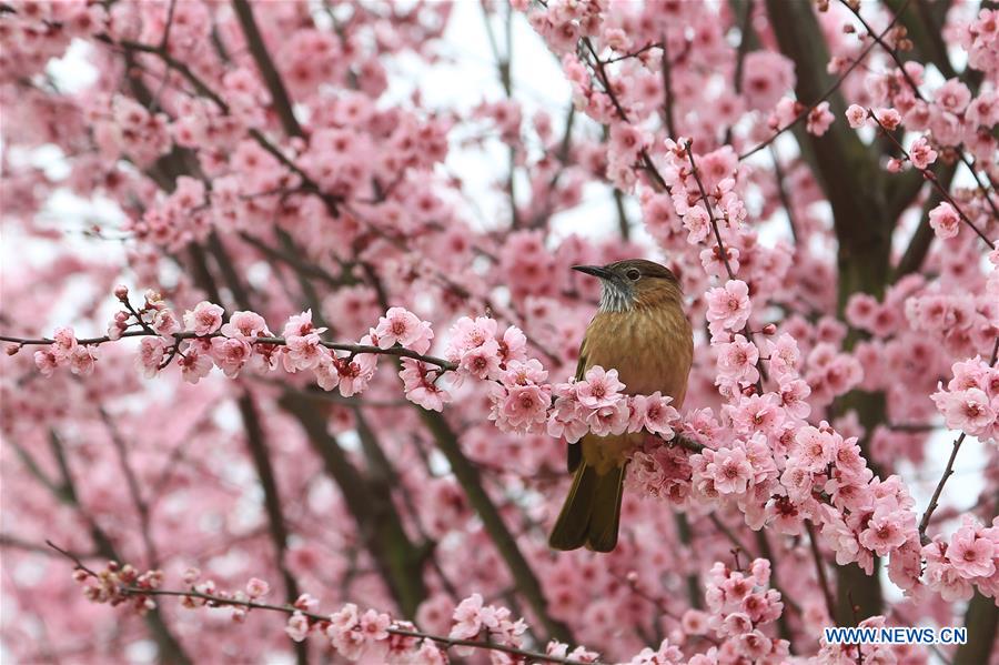 #CHINA-SPRING-BIRD (CN)