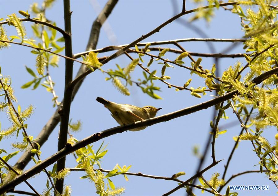 CHINA-SHANGHAI-SPRING-BIRD (CN)