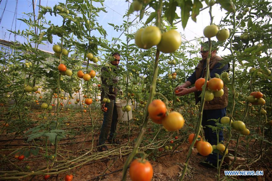 MIDEAST-GAZA-FARM-DAILY-LIFE