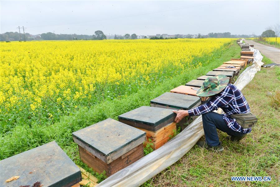 #CHINA-HUNAN-SPRING-BEE FARM (CN)