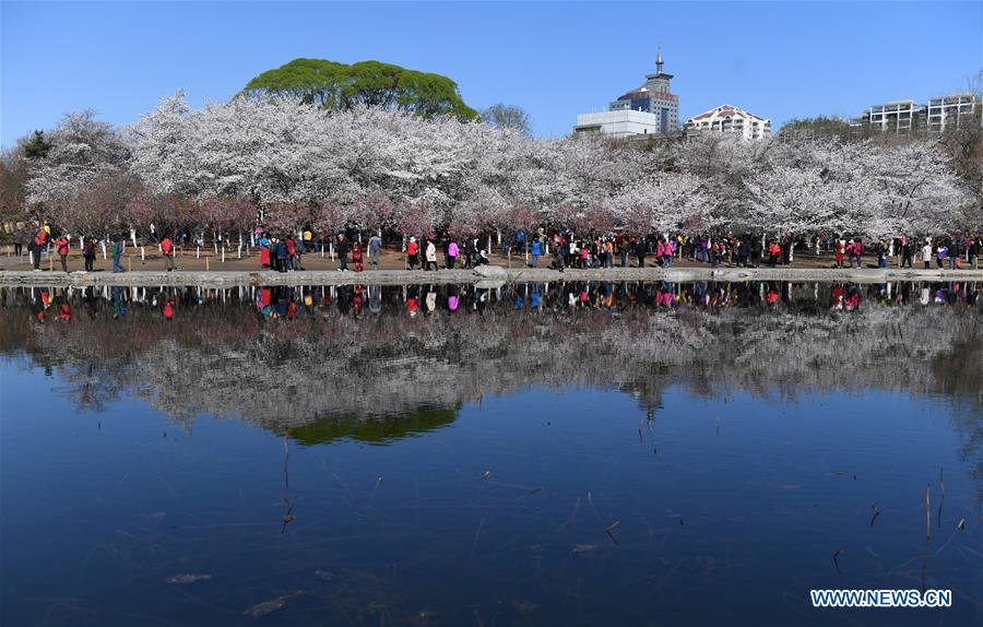 CHINA-BEIJING-SPRING-CHERRY BLOSSOMS (CN)