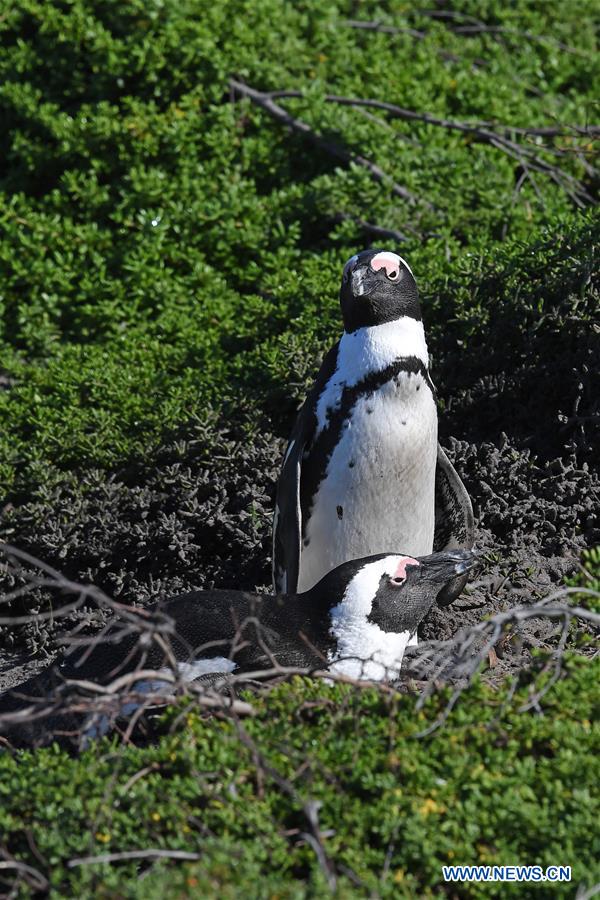 SOUTH AFRICA-CAPE TOWN-BETTY'S BAY-PENGUIN