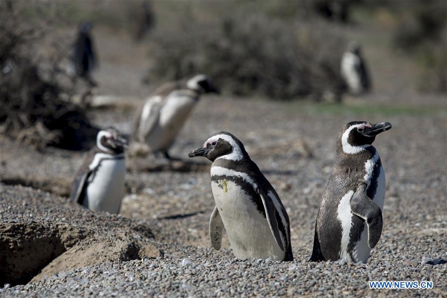 ARGENTINA-CHUBUT-PUNTA TOMBO RESERVE-PENGUINS