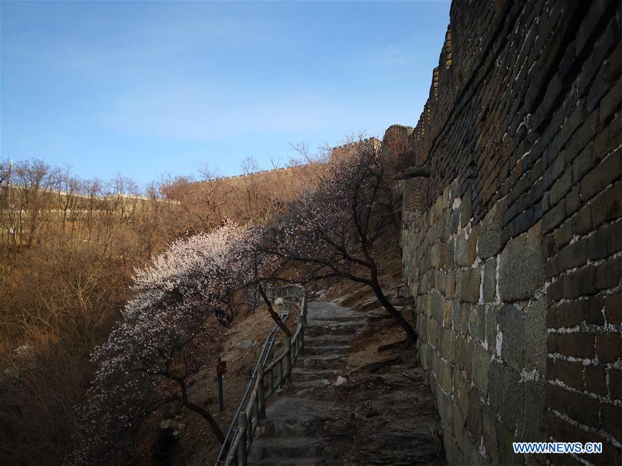 (Beijingcandid)CHINA-BEIJING-GREAT WALL-SPRING SCENERY (CN)