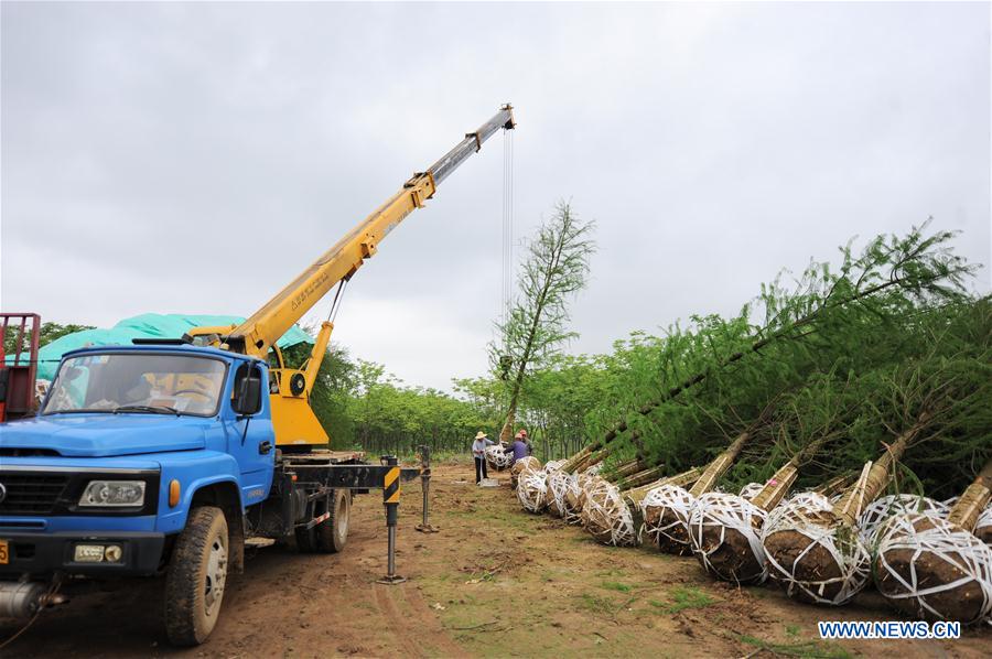 CHINA-ANHUI-FEIXI-SAPLING INDUSTRY (CN)