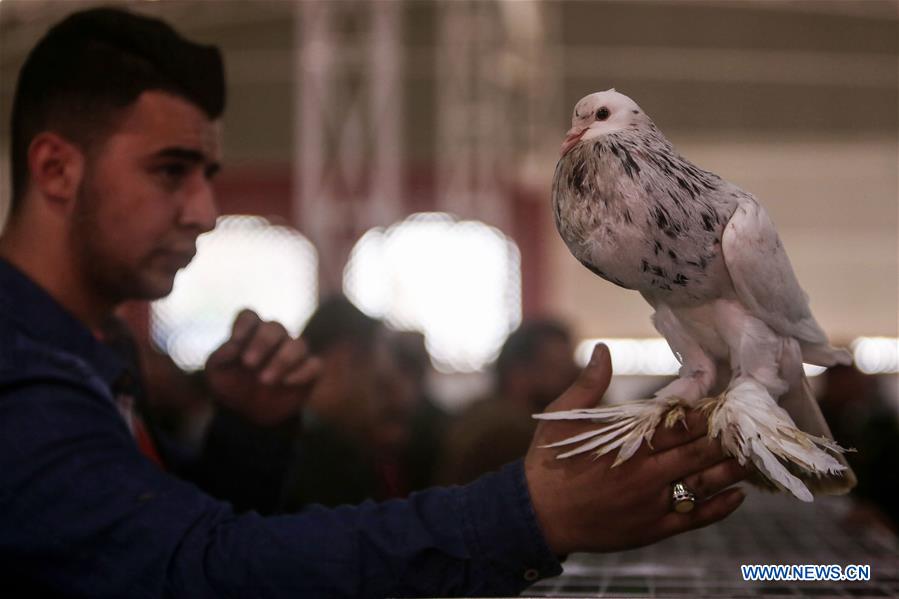 MIDEAST-GAZA-PIGEON-EXHIBITION