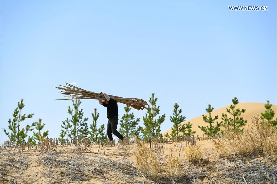 CHINA-INNER MONGOLIA-KUBUQI-TREE PLANTING (CN)