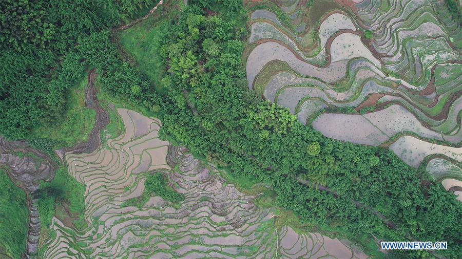 #CHINA-GUIZHOU-ZUNYI-TERRACED FIELDS (CN)