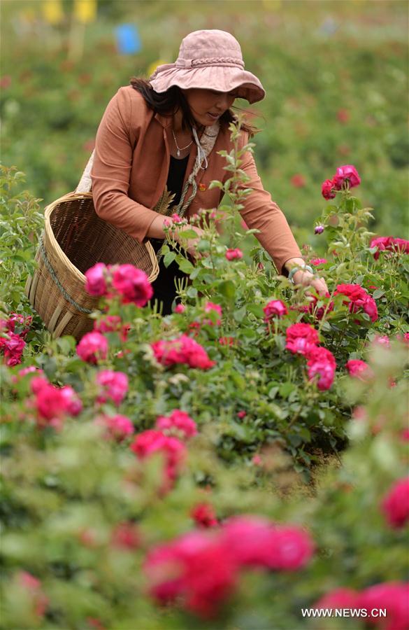 CHINA-YUNNAN-ROSE VALLEY (CN)