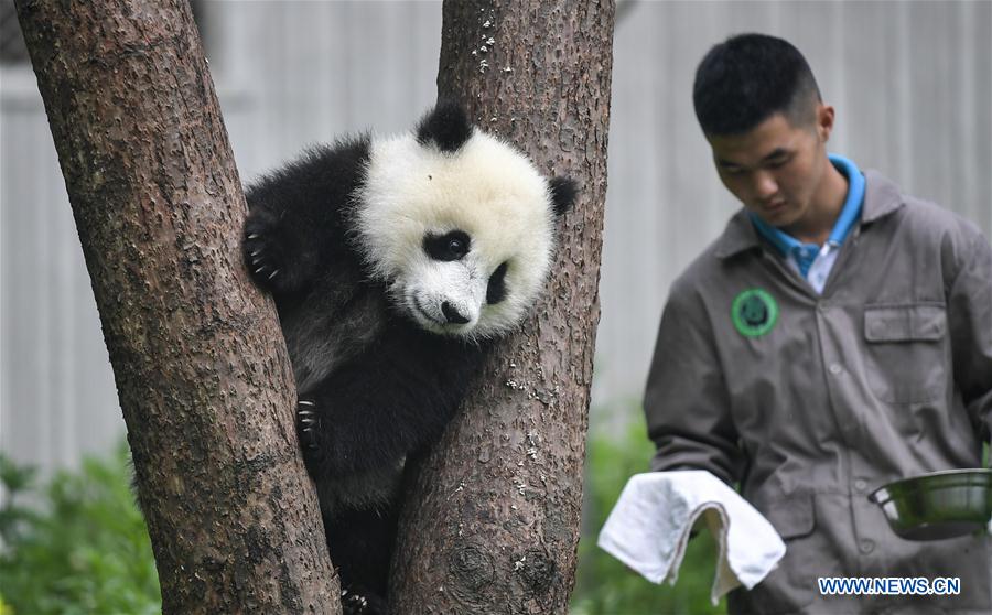 CHINA-SICHUAN-WOLONG-GIANT PANDA KINDERGARTEN (CN)