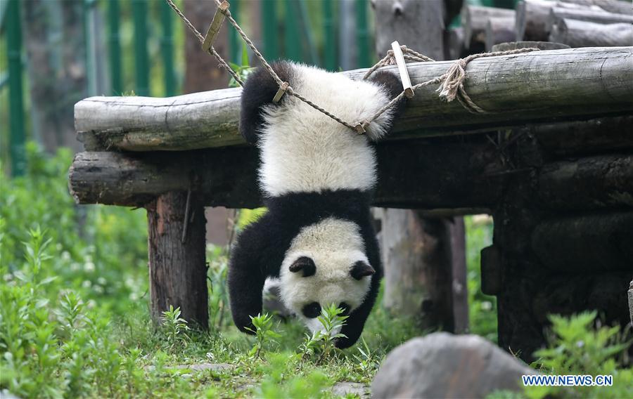 CHINA-SICHUAN-WOLONG-GIANT PANDA KINDERGARTEN (CN)