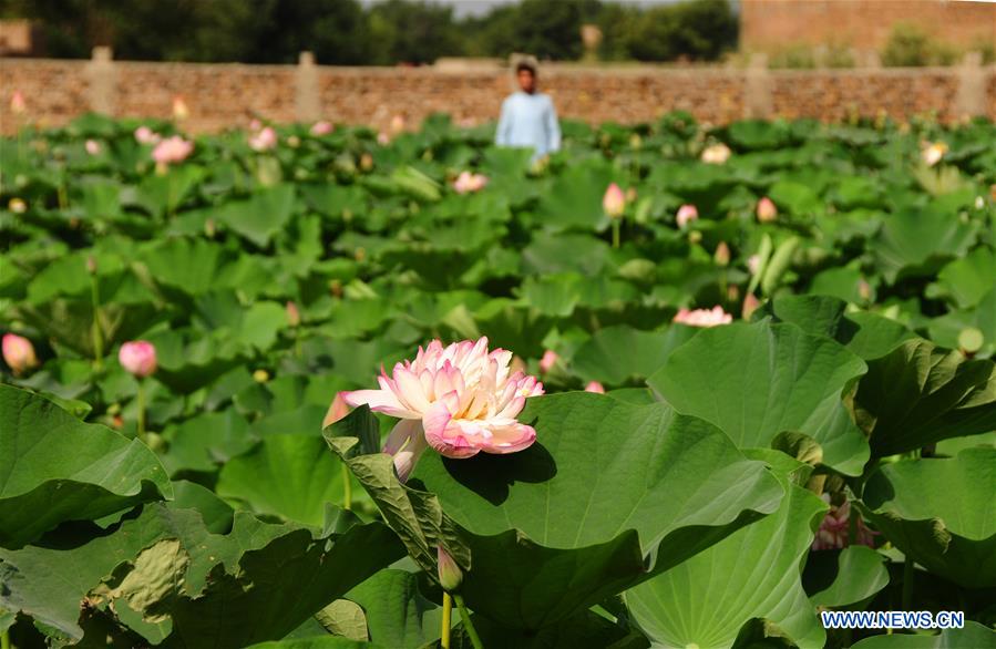 PAKISTAN-PESHAWAR-LOTUS FLOWER