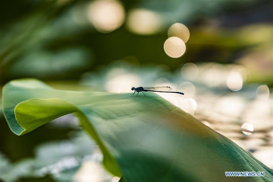 #CHINA-SUMMER-LOTUS (CN)