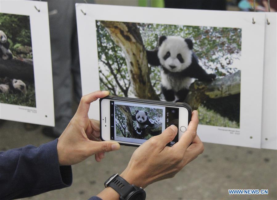 THAILAND-CHIANG MAI-PHOTO EXHIBITION-GIANT PANDA