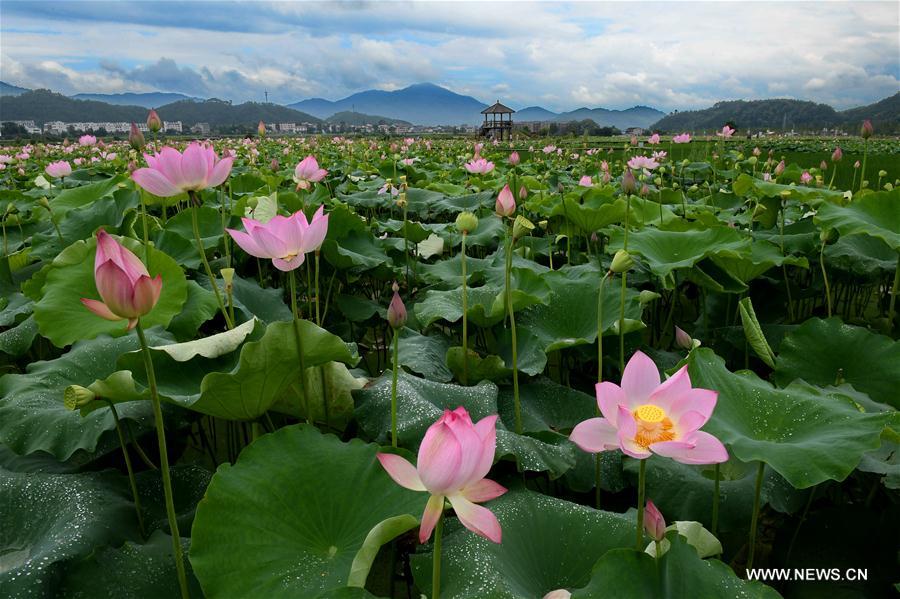 CHINA-FUJIAN-WUYISHAN-LOTUS FLOWERS (CN)