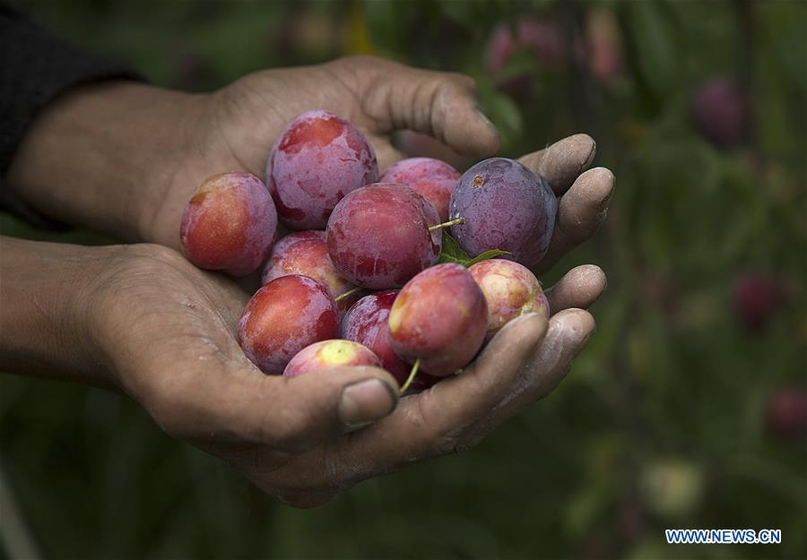 KASHMIR-SRINAGAR-PLUM HARVEST