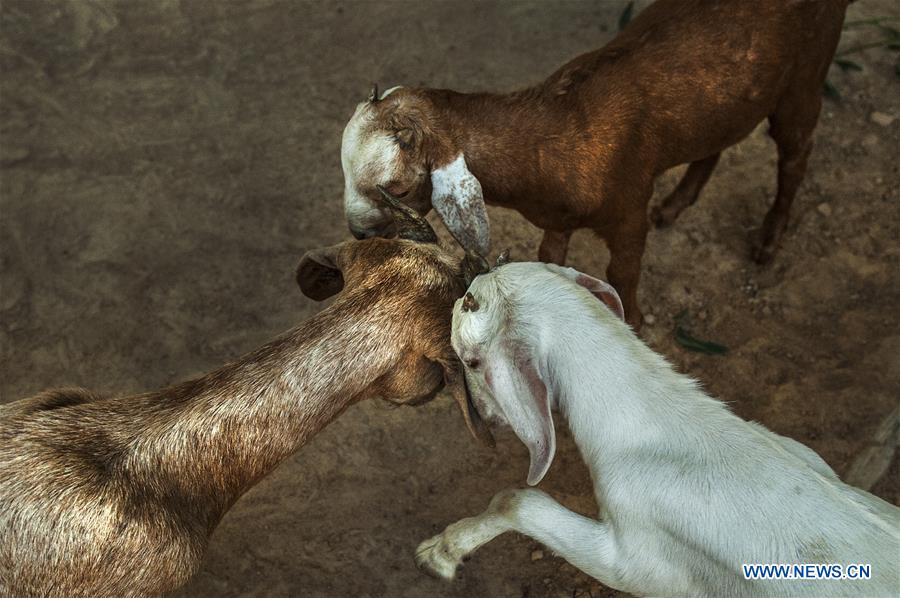 INDIA-KOLKATA-RURAL ECONOMY-ANIMAL HUSBANDRY