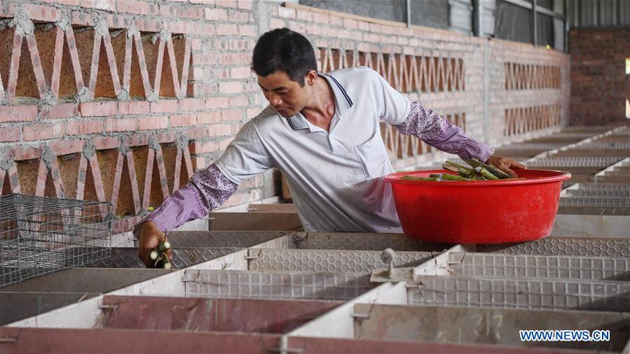 CHINA-GUANGXI-BAMBOO RAT-BREEDING(CN)