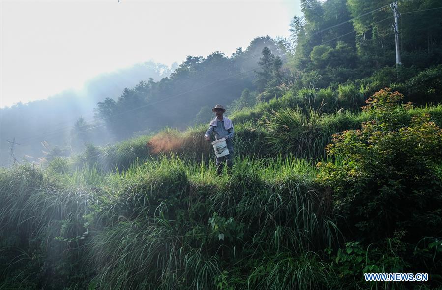 CHINA-ZHEJIANG-QINGTIAN-TERRACED FIELDS-ECOLOGICAL AGRICULTURE (CN)