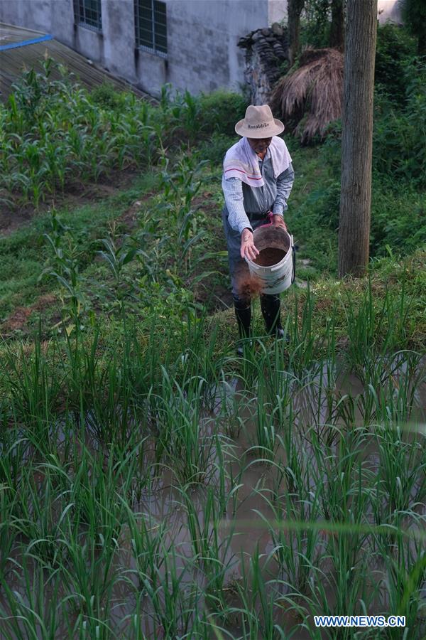 CHINA-ZHEJIANG-QINGTIAN-TERRACED FIELDS-ECOLOGICAL AGRICULTURE (CN)