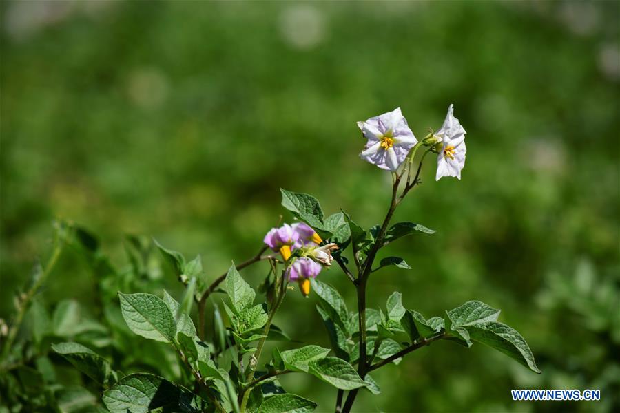 AFGHANISTAN-BAMYAN-POTATO BLOSSOM-FESTIVAL