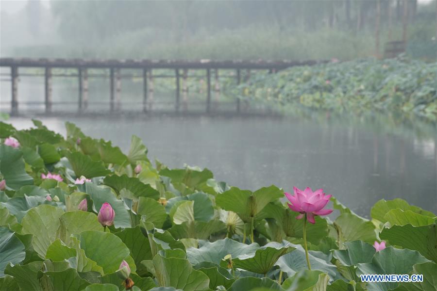 CHINA-HEBEI-XIONGAN-LOTUS(CN)