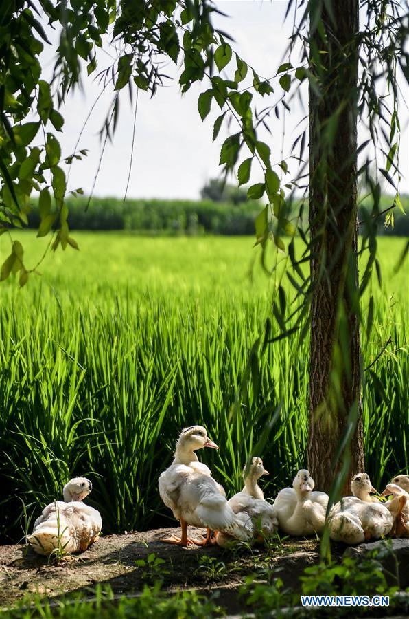 CHINA-JILIN-HUINAN-GREEN AND ORGANIC AGRICULTURE (CN)