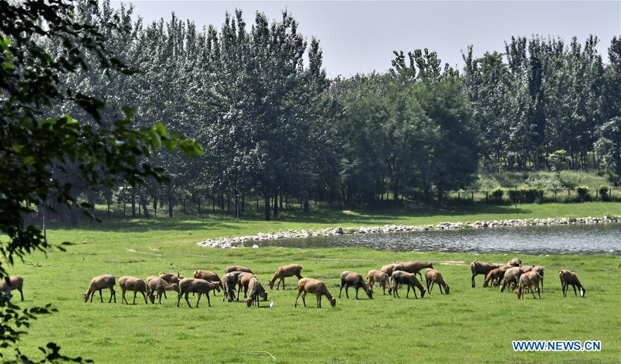 CHINA-BEIJING-MILU DEER-PROTECTION (CN)