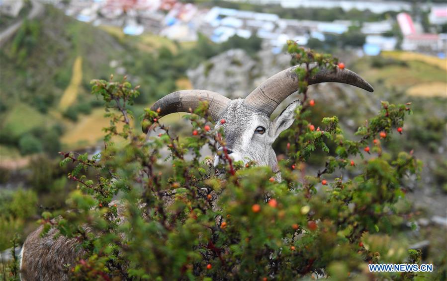 CHINA-TIBET-BLUE SHEEP (CN)