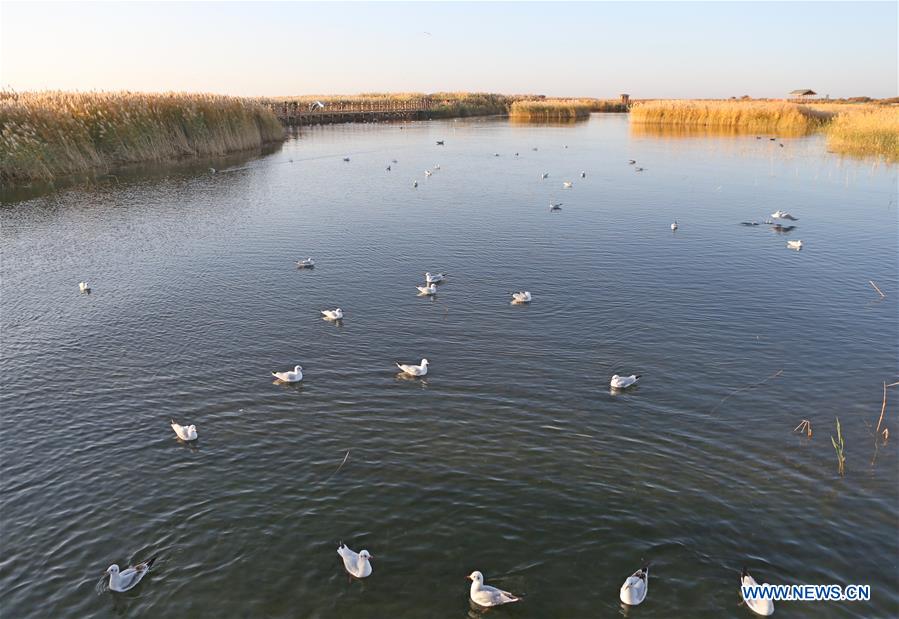 CHINA-INNER MONGOLIA-JUYANHAI LAKE-SCENERY (CN)