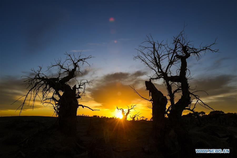 CHINA-INNER MONGOLIA-DESERT POPLAR TREES-SCENERY (CN)