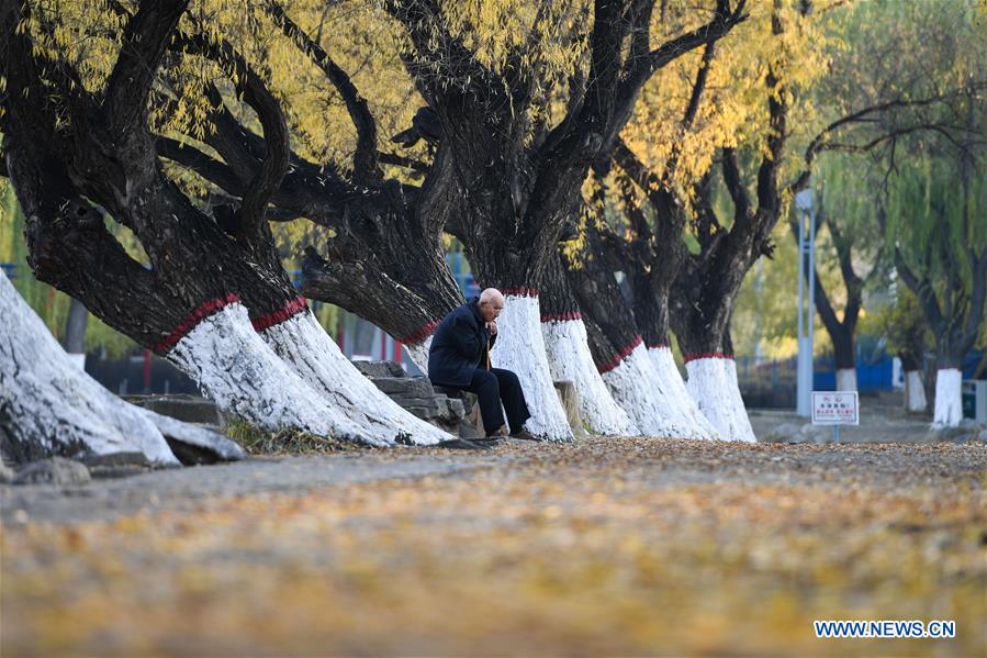 CHINA-INNER MONGOLIA-HOHHOT-AUTUMN SCENERY (CN)