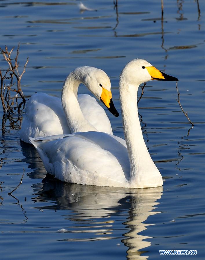 CHINA-HENAN-SANMENXIA-WHITE SWANS (CN)