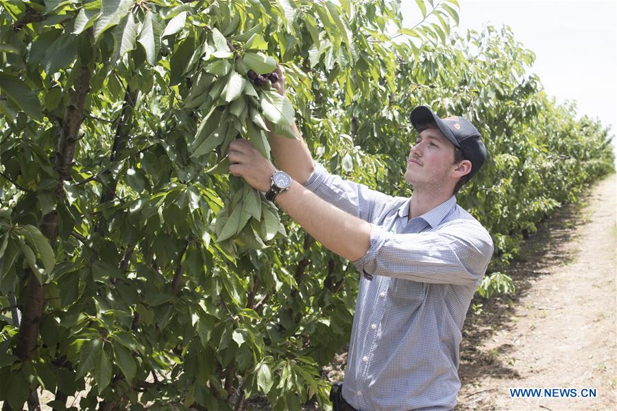 AUSTRALIA-YOUNG-CHERRY-EXPORT TRADE