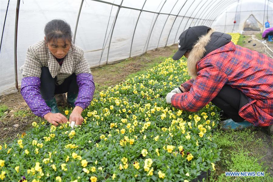 CHINA-JIANGXI-NANCHANG-FLOWERS (CN)