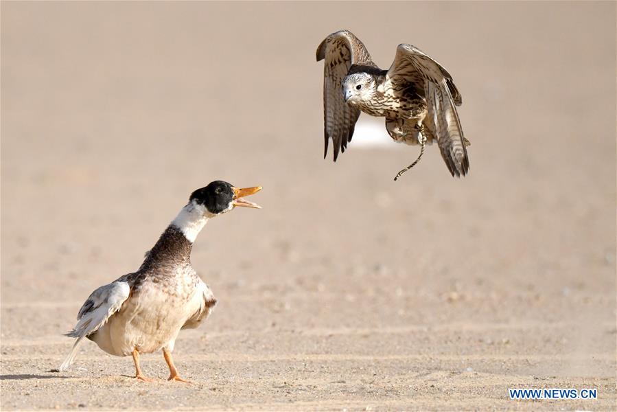 KUWAIT-JAHRA GOVERNORATE-FALCON TRAINING SHOW