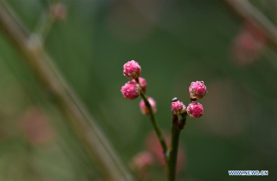 #CHINA-HUBEI-ENSHI-WINTER FLOWERS (CN)