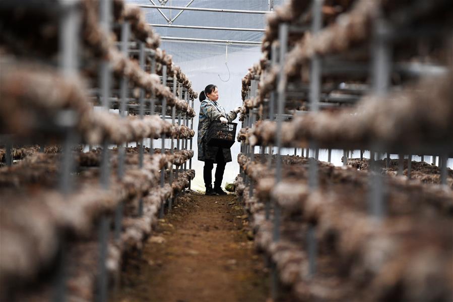 CHINA-GUIZHOU-TONGREN-ORGANIC AGRICULTURE (CN)