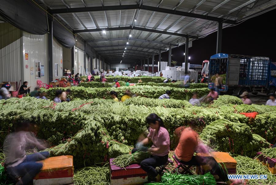 CHINA-HAINAN-VEGETABLE-PRODUCTION (CN)