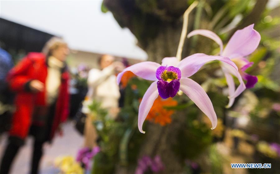 CANADA-TORONTO-ORCHID SHOW