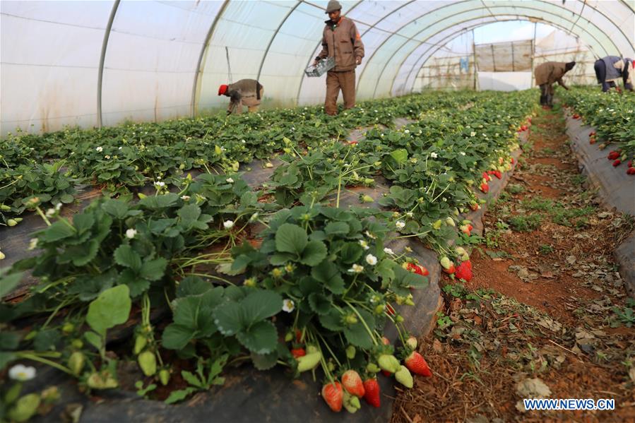 ALGERIA-ALGIERS-STRAWBERRY-FARM