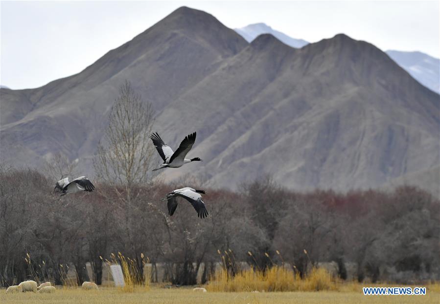 CHINA-TIBET-XIGAZE-BIRDS (CN)