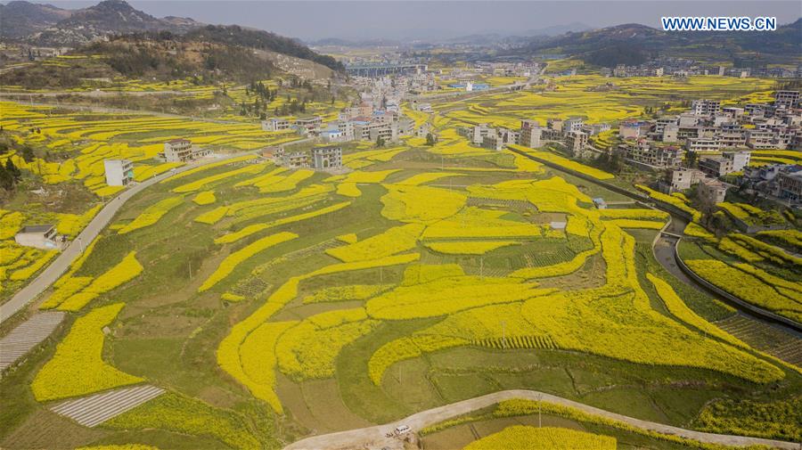 #CHINA-GUIZHOU-ANSHUN-RAPE FLOWERS (CN)