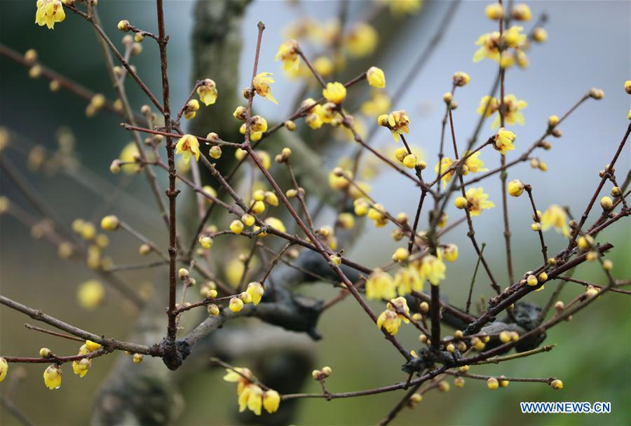 #CHINA-WINTER-PLUM BLOSSOM (CN)