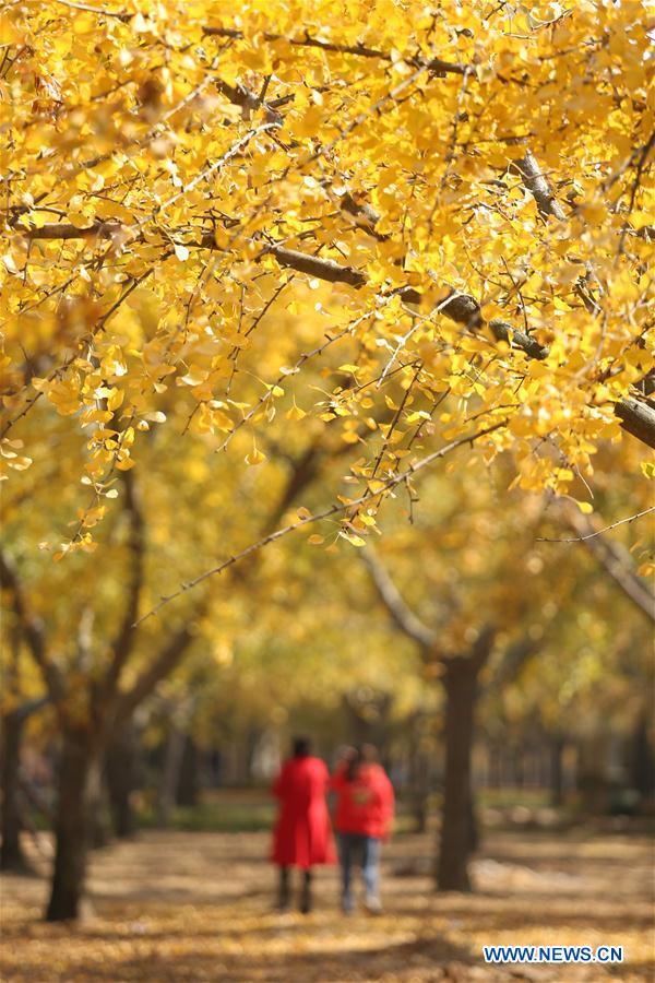 #CHINA-AUTUMN-SCENERY (CN)