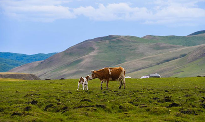 Grass on pastures of Inner Mongolia resumes growth