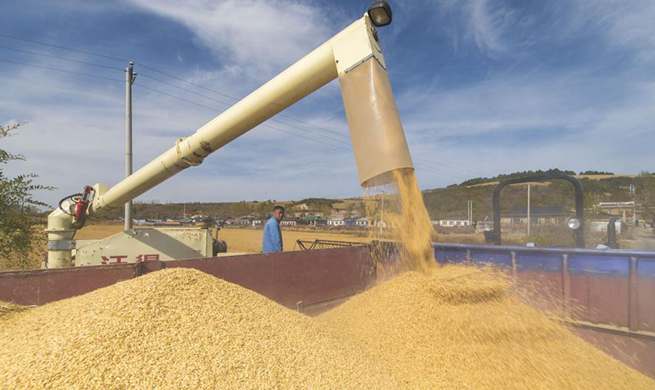 Rice harvested in NE China's Jilin