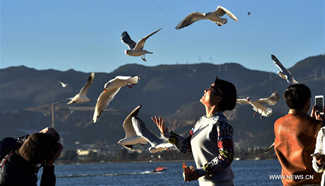 People go to Dianchi Lake to view black-headed gulls